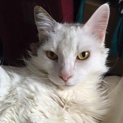 Fraggle, a white cat with a brown ear and bright golden eyes lies on his side, looking majestically at the camera