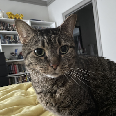 Leia, a brown tabby, looks slightly past the camera