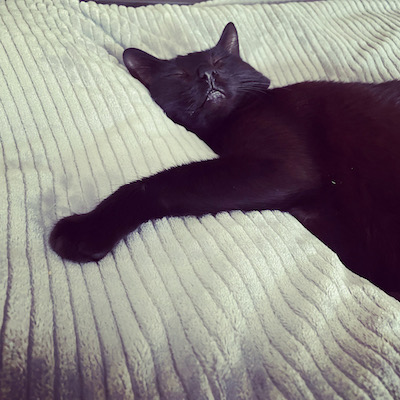 Milo, a black cat, lies on a bed, spooning a pair of blanket-wrapped legs