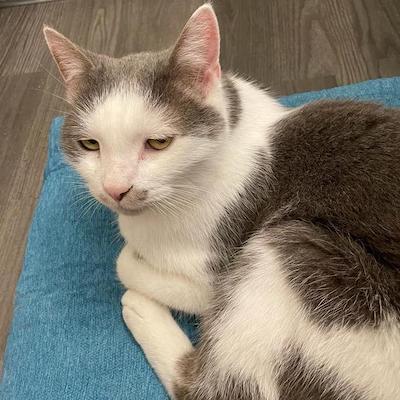 Sully, a grey and white cat, is curled on a cushion giving the camera a grumpy look